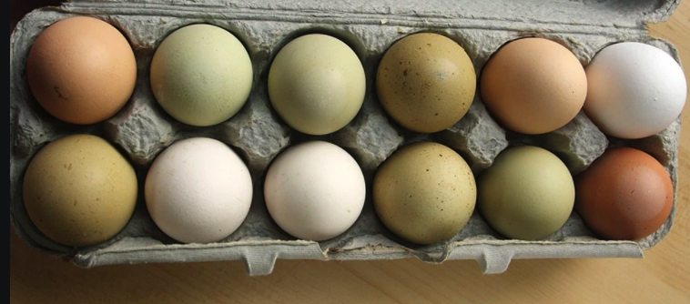 Ecommerce Eggs